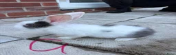 English Lop rabbits for sale: Lop ear bunny  - Advert 5