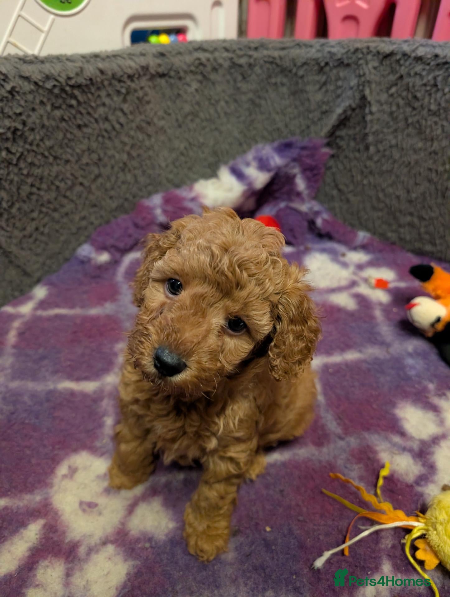 Miniature Poodle dogs Miniature KC poodles  - Advert 10