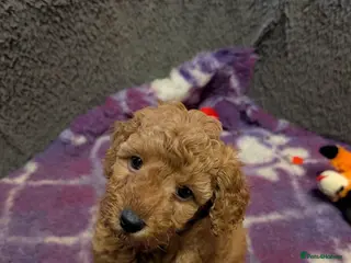 Miniature Poodle dogs Miniature KC poodles - Advert 10