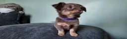 Chihuahua dogs for sale: Long haired chihuahua pups  in Rotherham - Advert 11