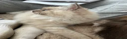 Ragdoll cats for sale: Ragdoll Cherubim Mink Kittens TICA - Advert 26