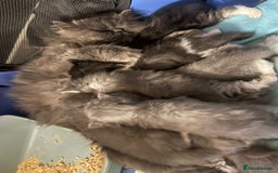 Persian cats for sale: Beautiful fluffy kittens very affectionate  - Image 24