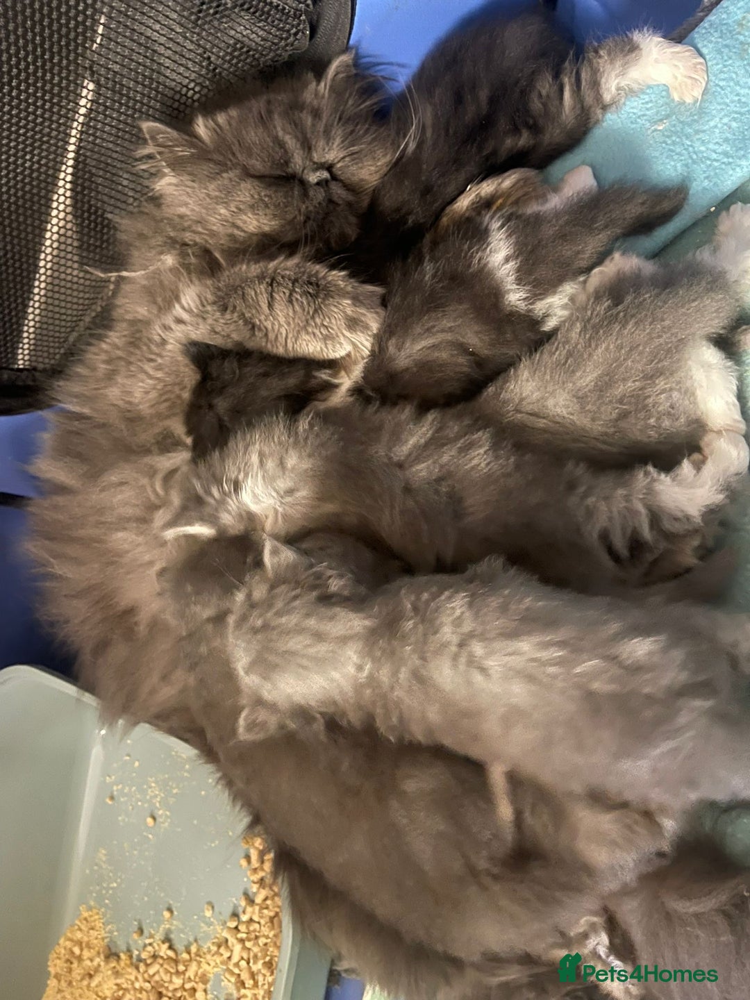 Persian cats for sale: Beautiful fluffy kittens very affectionate  - Image 24