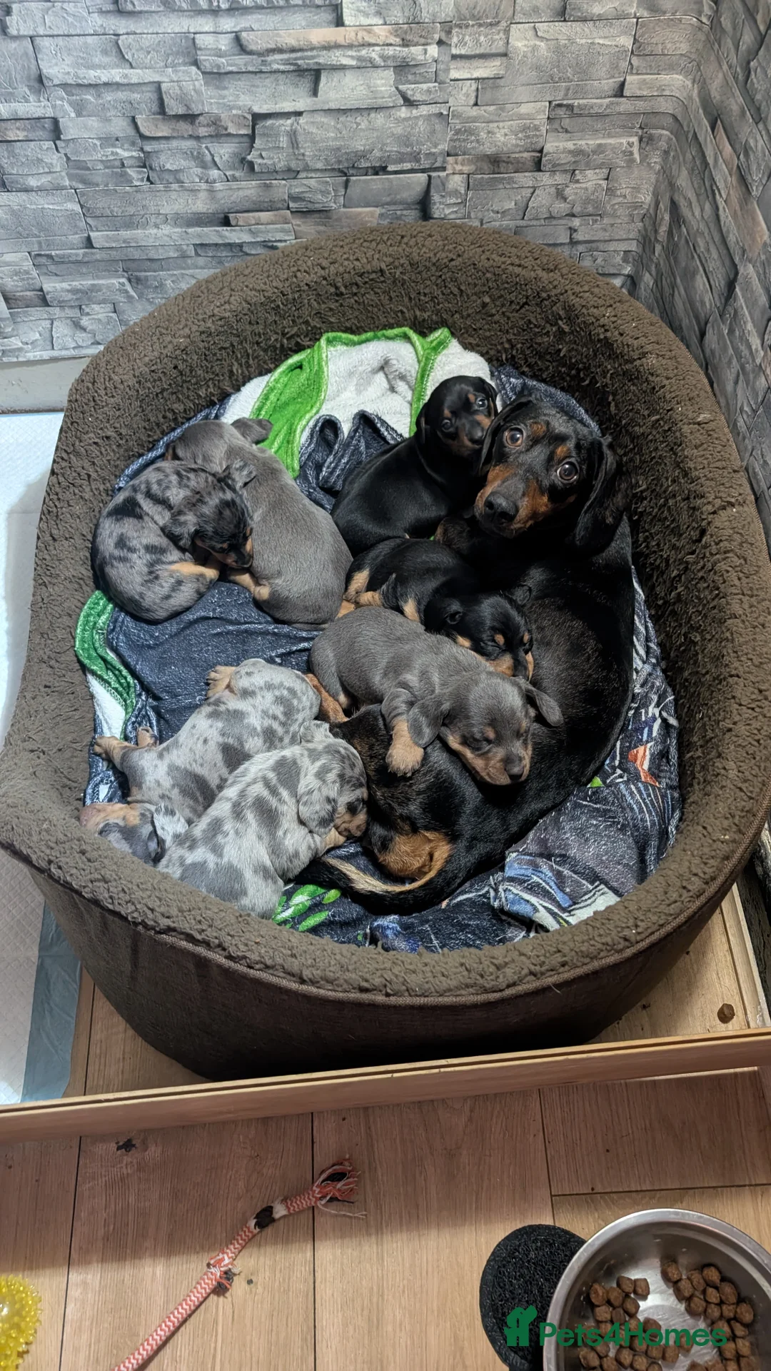 Dachshund dogs for sale: Miniature dachshunds  in Wigan - Advert 1