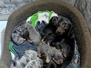 Dachshund dogs Miniature dachshunds - Advert 2