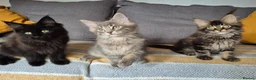 Maine Coon cats for sale: Maine coon kittens  - Advert 18