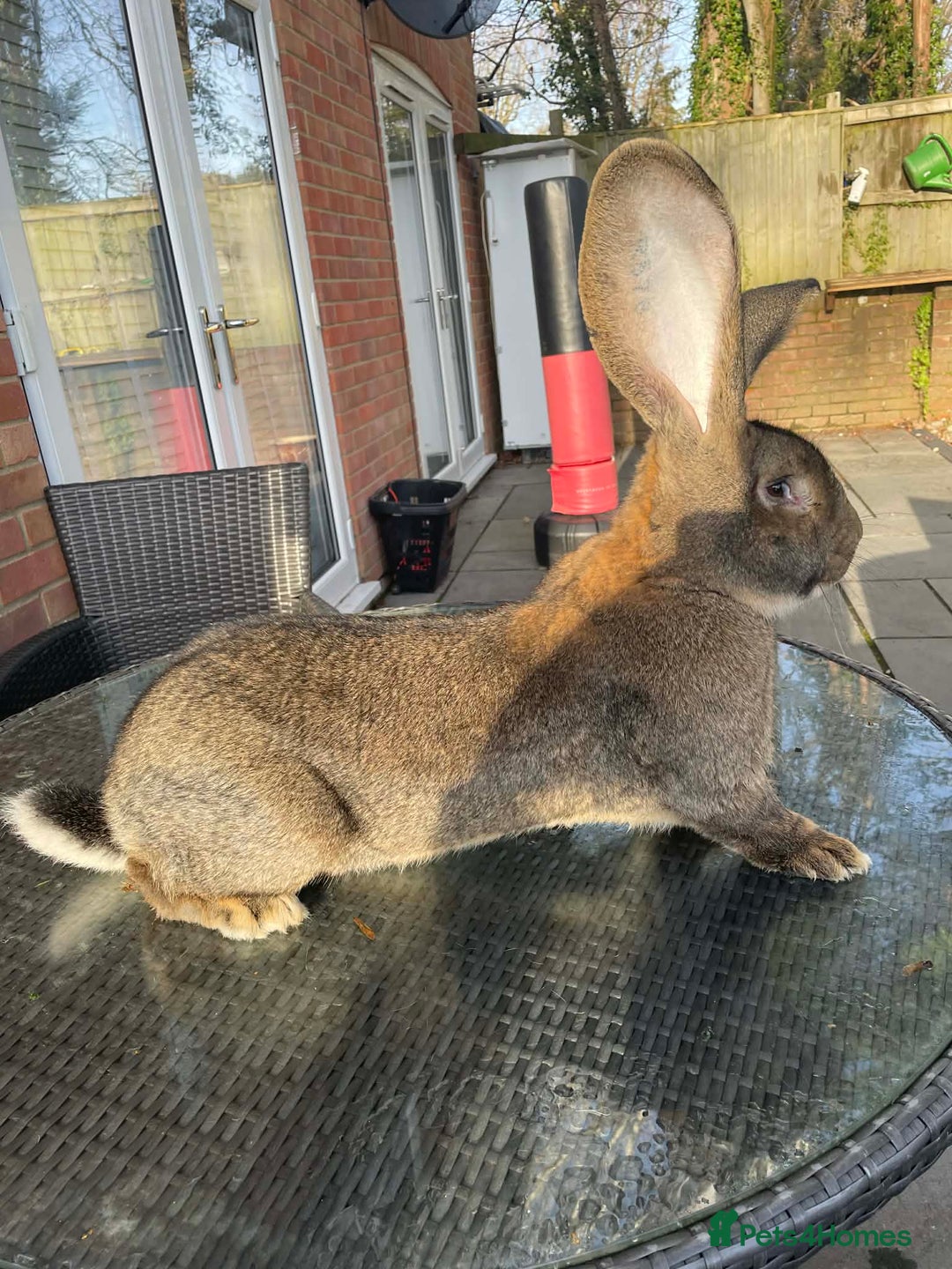 Continental Giant rabbits for sale: Pure German Continental Rabbit  - Advert 2