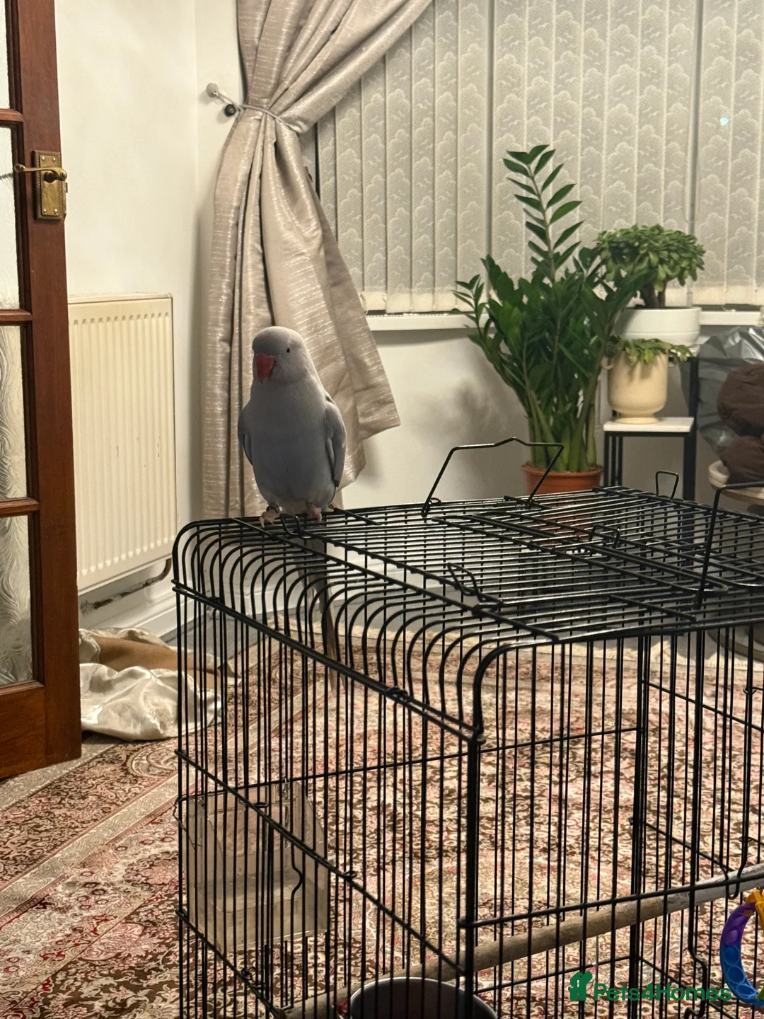 Parrots birds for sale: Indian Ringneck Parrot in Birmingham - Advert 2