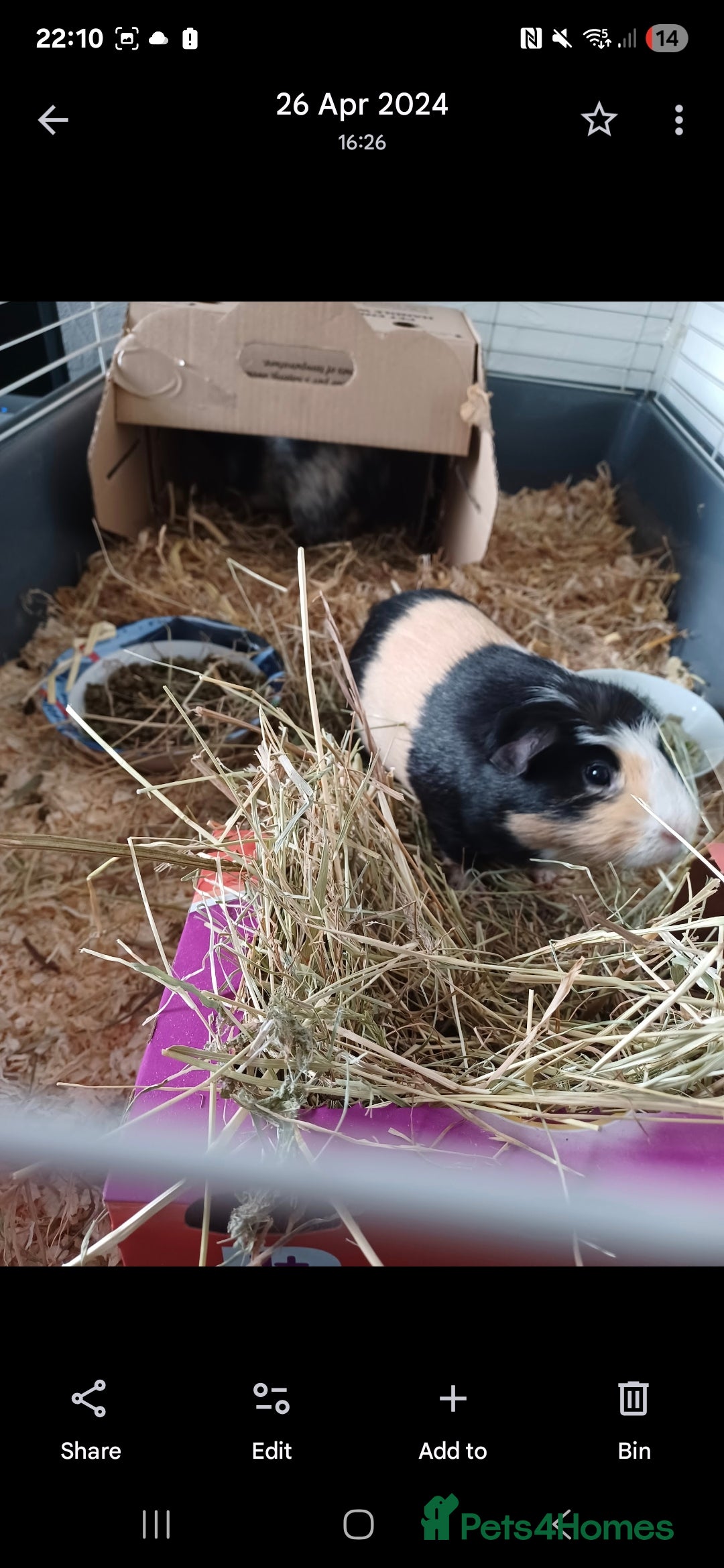 Guinea Pig rodents for sale: Guinea pigs for sale.  - Image 1