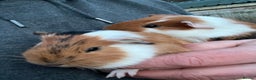 Guinea Pig rodents for sale: 2 male guinea pigs- ready now  - Advert 1