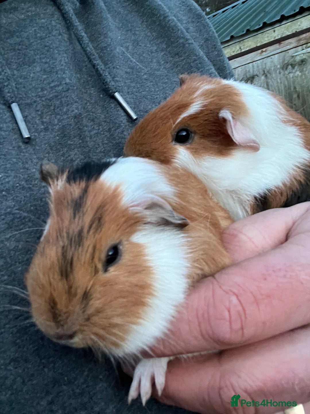 Guinea Pig rodents for sale: 2 male guinea pigs- ready now  - Advert 1
