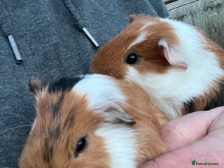 Guinea Pig rodents 2 male guinea pigs- ready now - Advert 1