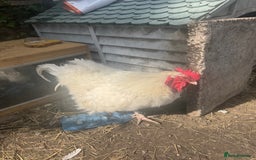 Chickens poultry for sale: Cockerel  - Image 1