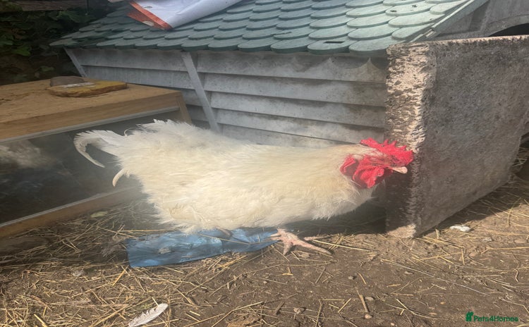 Chickens poultry - Advert 14