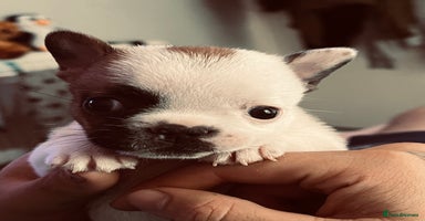French Bulldog dogs - Advert 6
