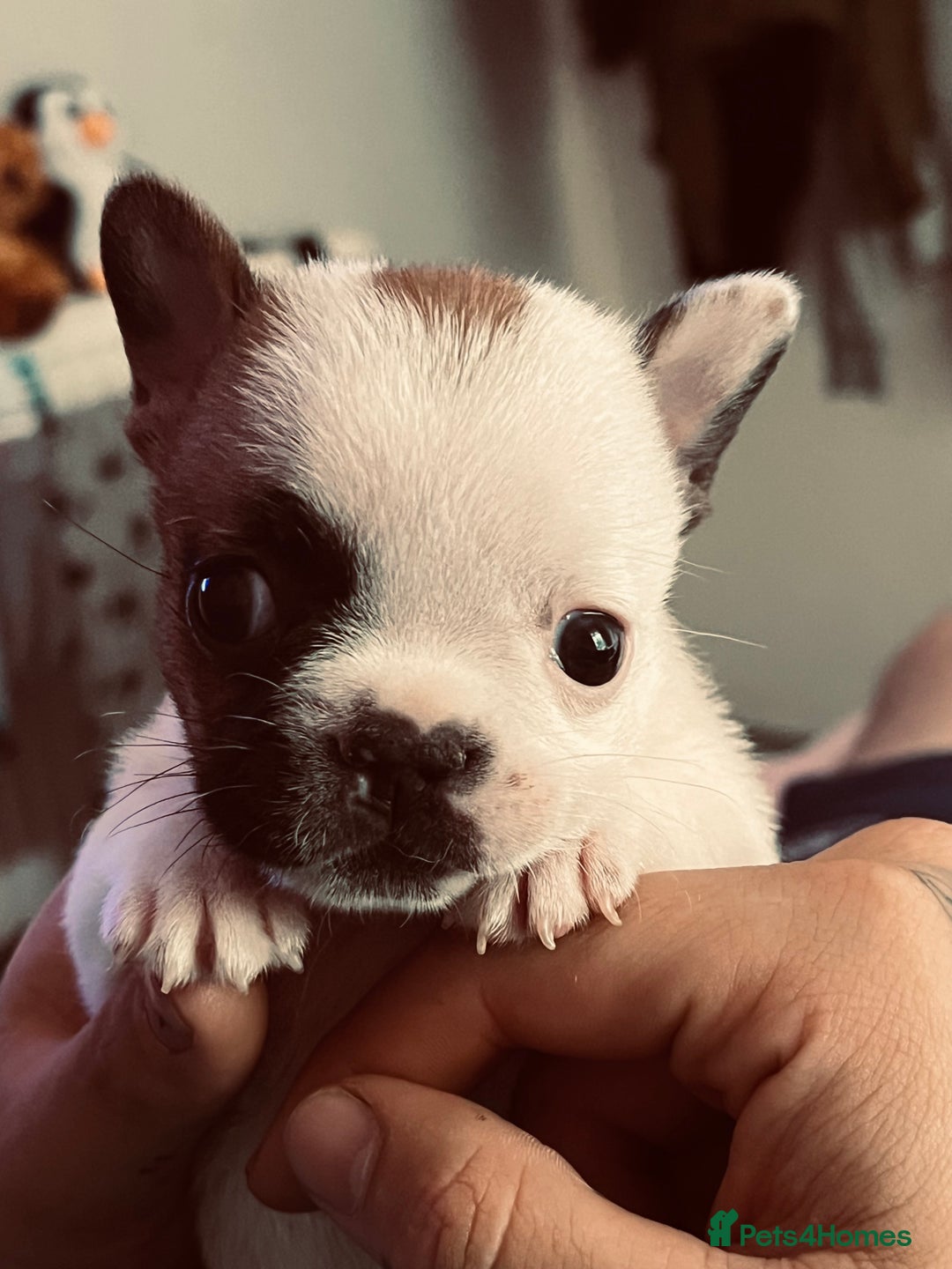 French Bulldog dogs for sale: Red pied female  - Image 2