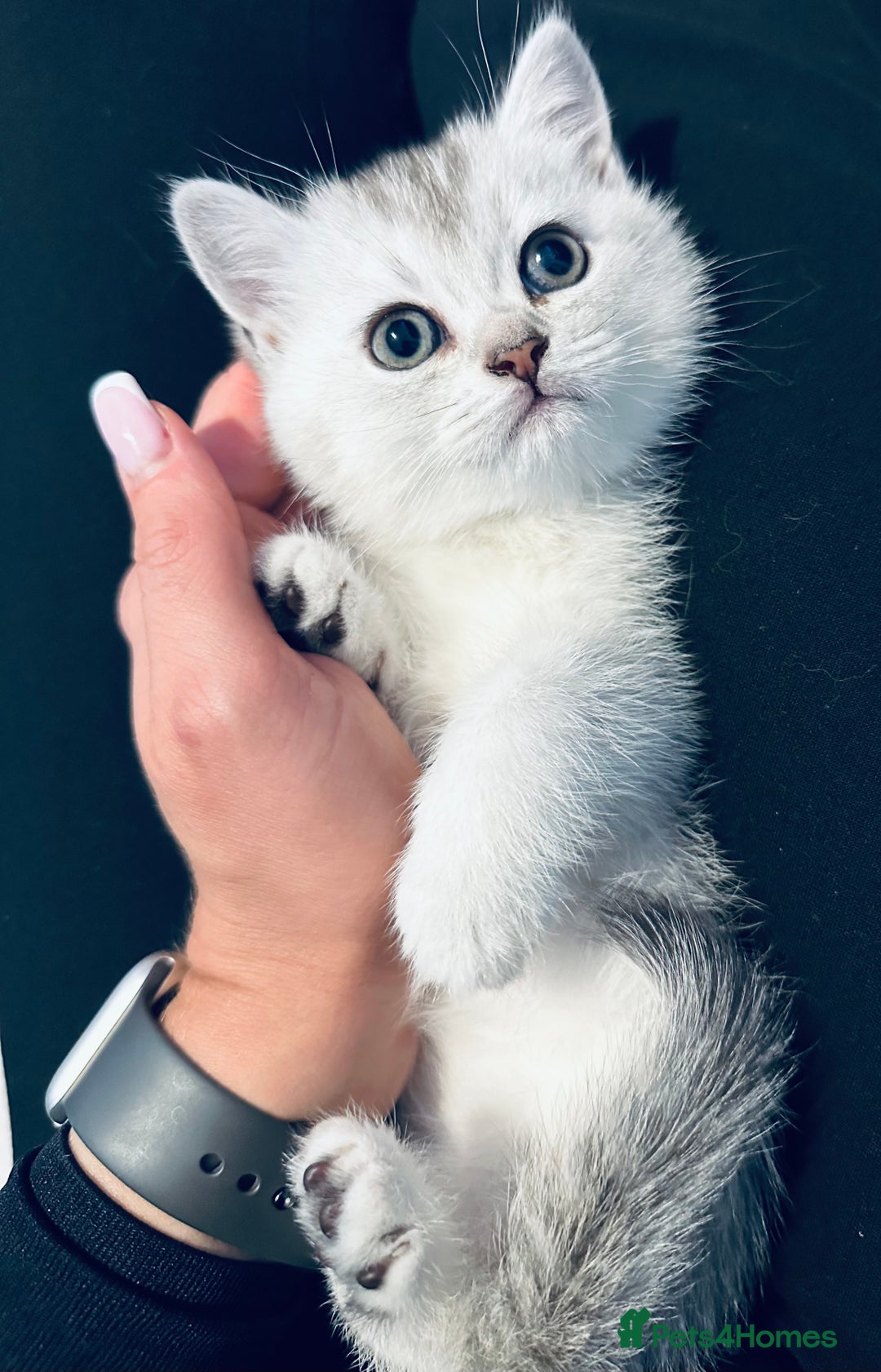 Scottish Fold cats for sale: Scottish Fold kittens - Image 2