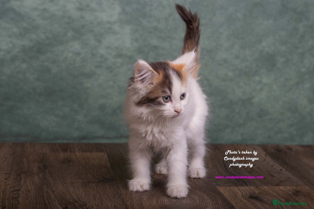 British Longhair cats for sale: ADORABLE DOG AND HOOVER PROOF KITTENS - Image 5