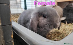 Mini Lop rabbits for sale: Beautiful Mini Lops - READY TO LEAVE - Image 25