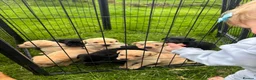 Labrador Retriever dogs for sale: Labrador puppies for sale - Advert 3