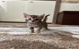 Bengal cats for sale: ❤️ Gorgeous Pure Bengal Kittens Available ❤️ - Image 26