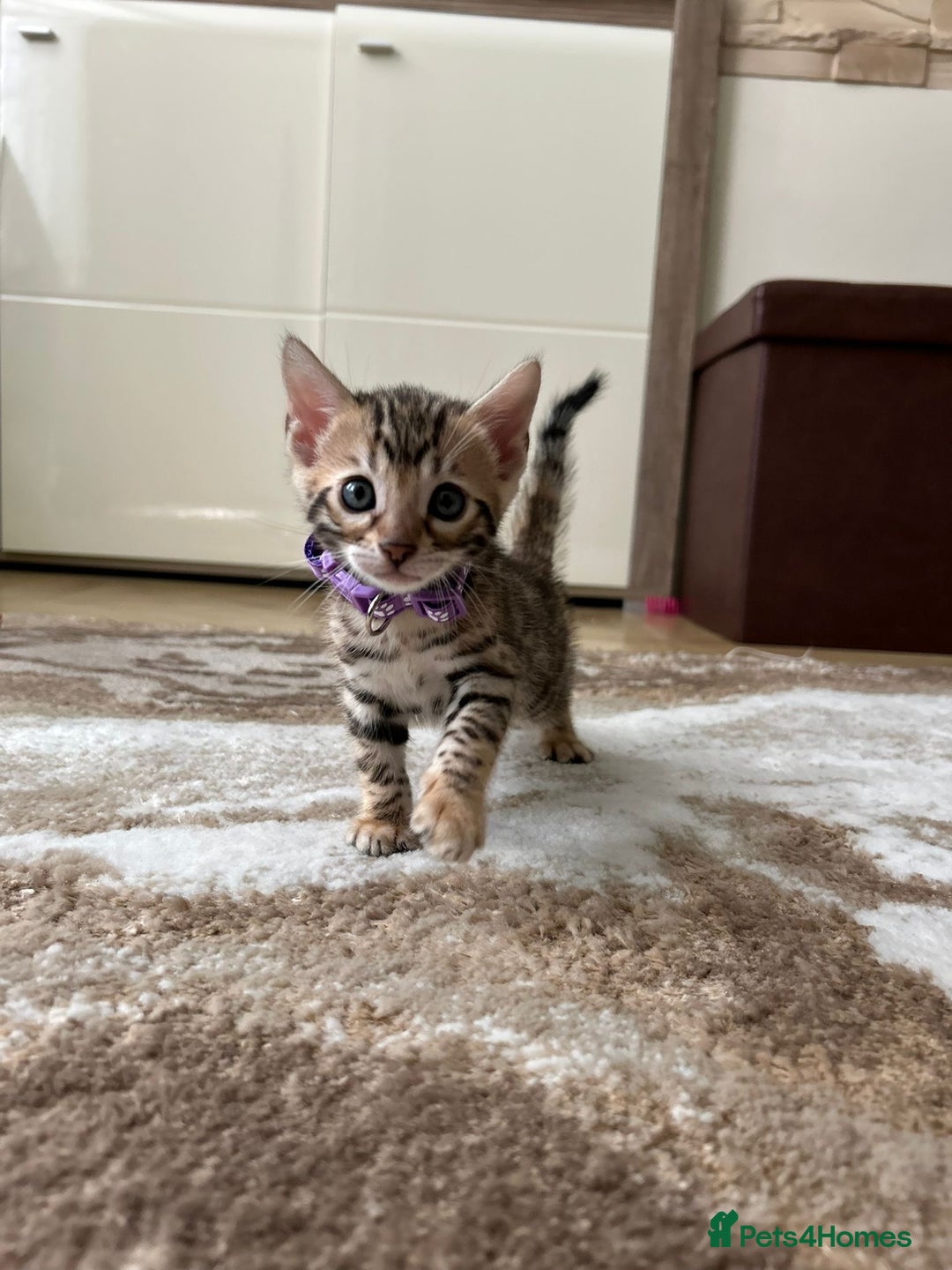 Bengal cats for sale: ❤️ Gorgeous Pure Bengal Kittens Available ❤️ - Image 26