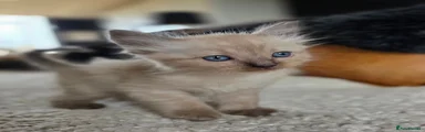 Ragdoll 2