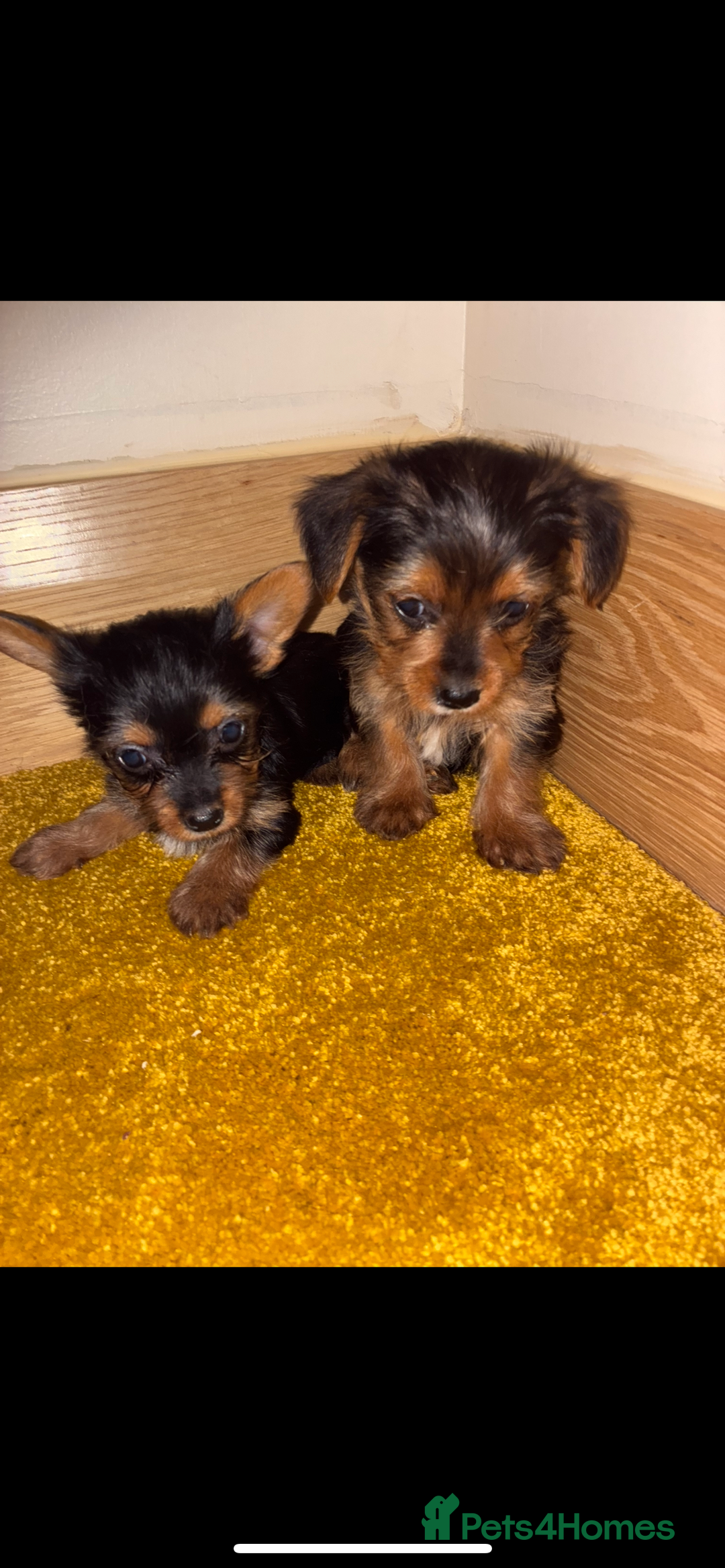 Yorkshire Terrier dogs for sale: Yorkshire Terrier puppies for sale  - Advert 5