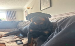 Rottweiler dogs for sale: Rottweiler girl for rehome - Image 2