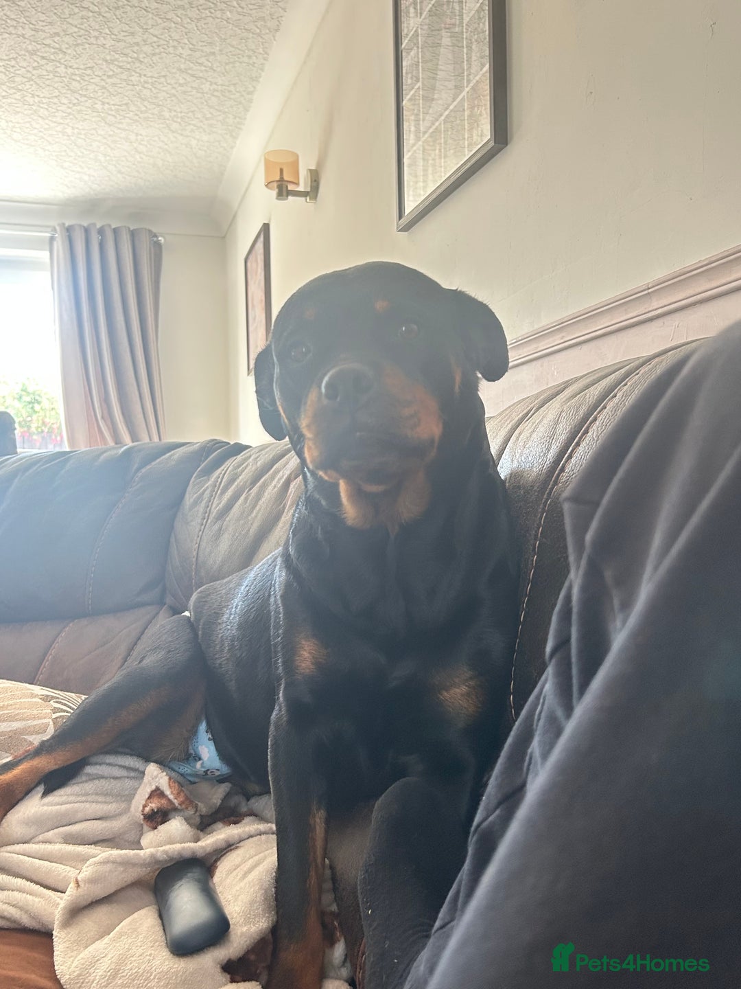 Rottweiler dogs for sale: Rottweiler girl for rehome - Image 2