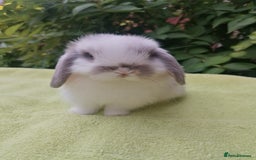 Mini Lop rabbits for sale: Beautiful Mini Lop Baby Rabbits  - Image 1