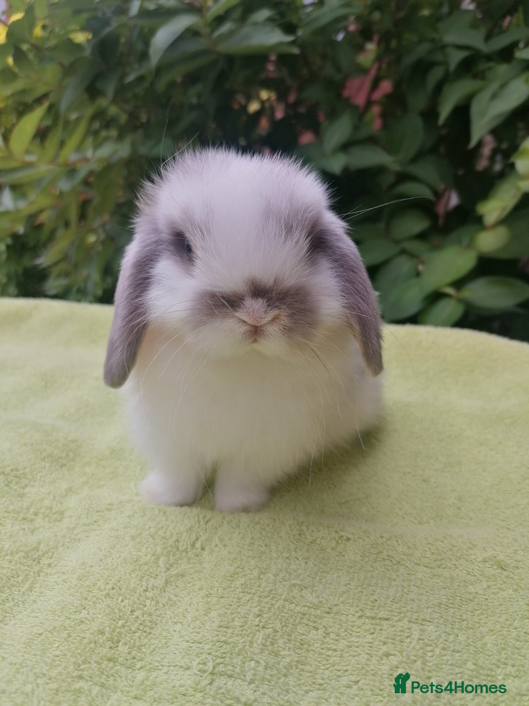 Mini Lop rabbits for sale: Beautiful Mini Lop Baby Rabbits  - Image 1