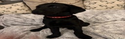 Labrador Retriever dogs for sale: Labrador puppies  - Advert 31