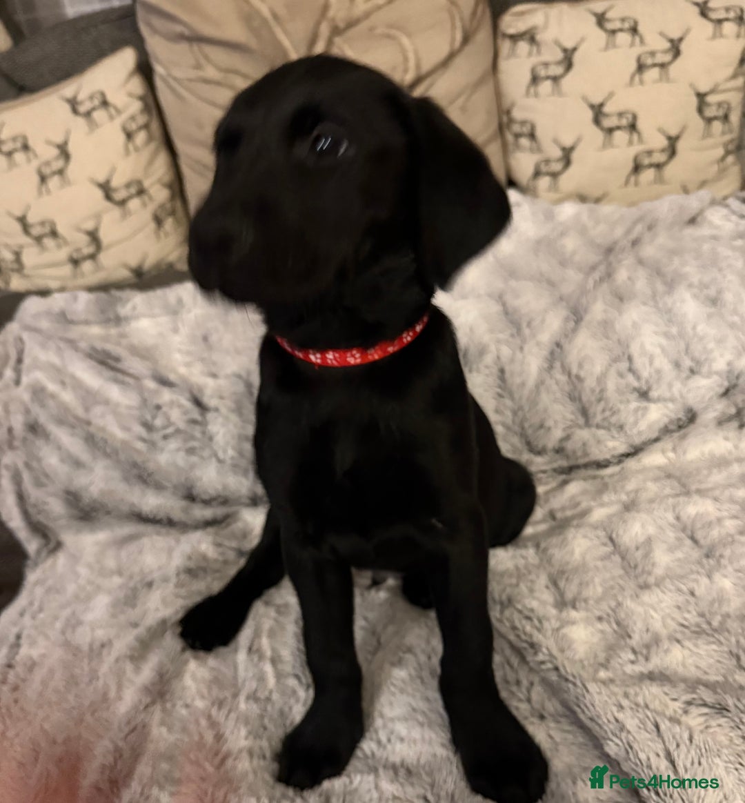 Labrador Retriever dogs for sale: Labrador puppies  - Advert 31