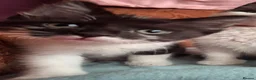 Domestic Shorthair cats for sale: Beautiful baby kitten, ready to leave - Advert 6