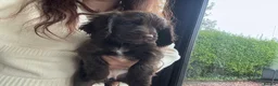 Cocker Spaniel dogs for sale: last female puppy  - Advert 7