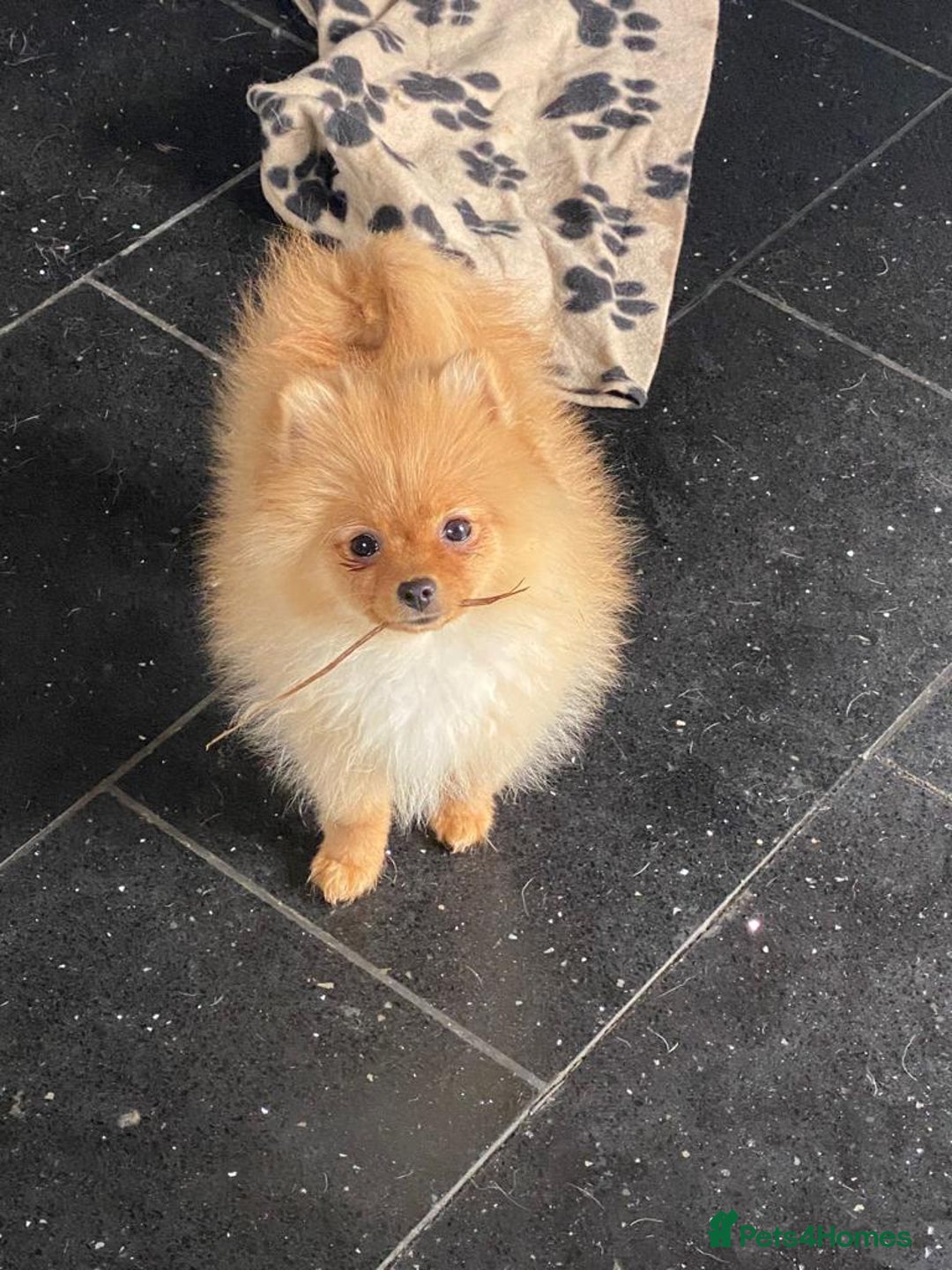 Pomeranian dogs for stud: Orange Pomeranian KC Registered CHAMPION Bloodline in Manchester - Advert 9