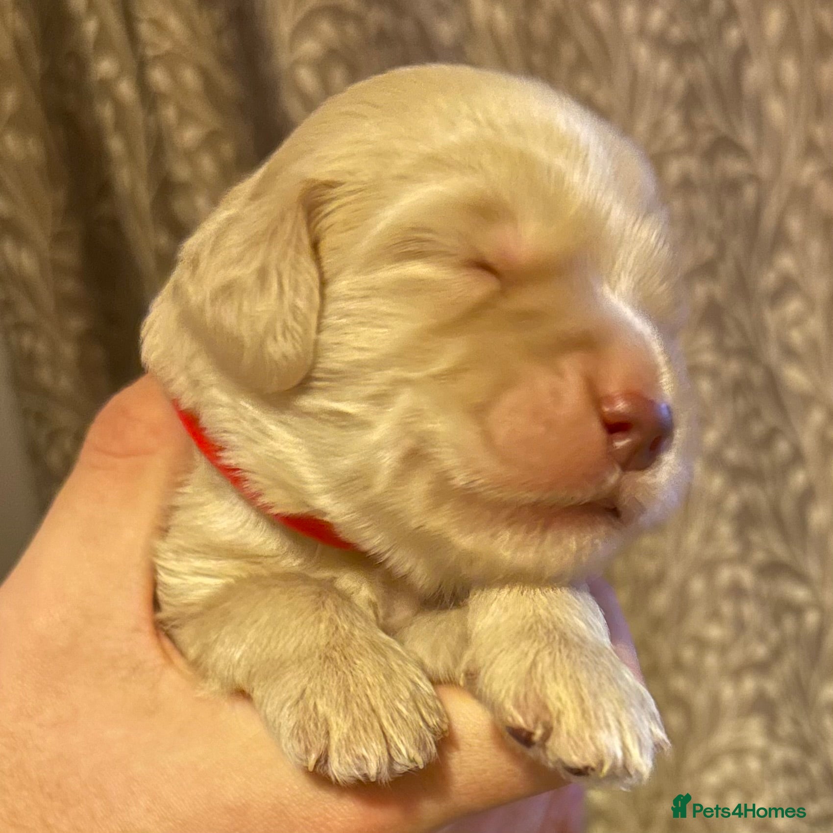 Double Doodle dogs Stunning Standard F3 Labradoodles  - Advert 2