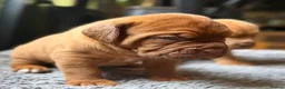 Dogue De Bordeaux dogs for sale: KC Dogue de Bordeaux Puppies with champions.  - Advert 13