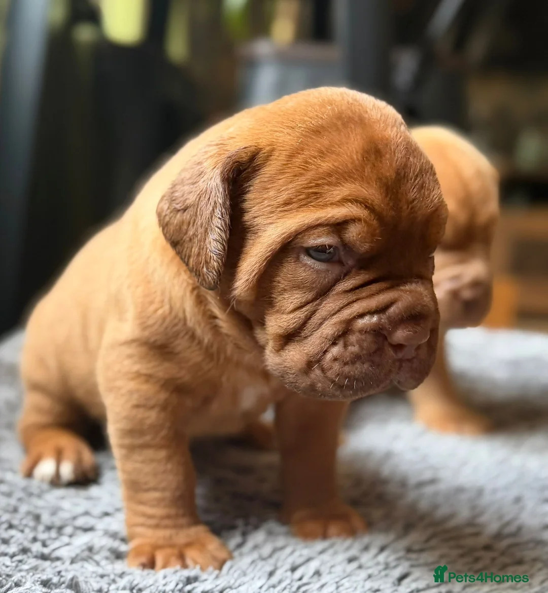 Dogue De Bordeaux dogs for sale: KC Dogue de Bordeaux Puppies with champions.  - Advert 13