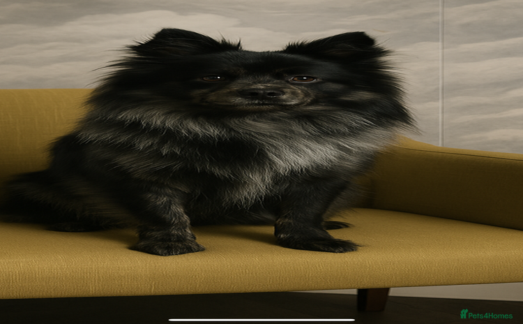 Pomeranian dogs - Advert 1