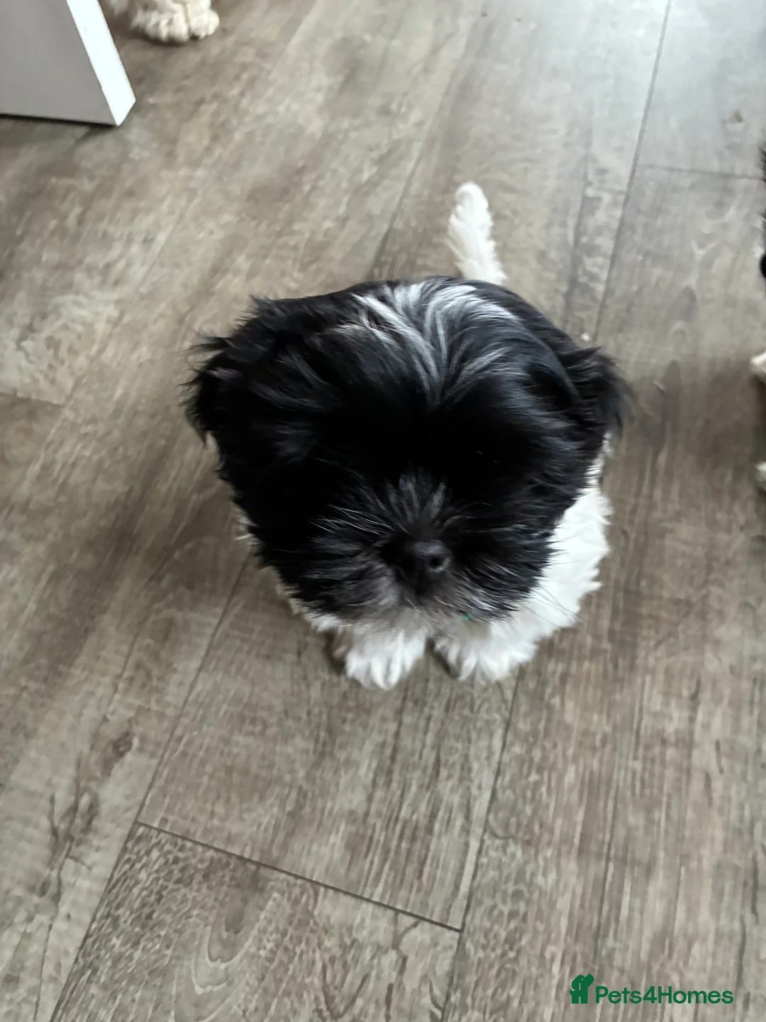 Malshi dogs for sale: Malshi pups - Advert 2