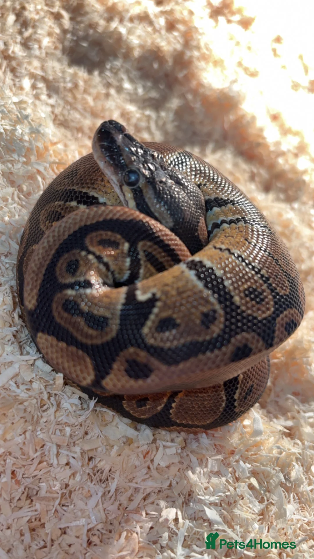 Python Snake reptiles for sale: Baby royal python female in Winchester - Advert 1