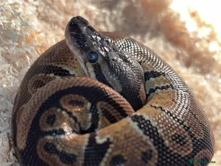 Python Snake reptiles Baby royal python female - Advert 1