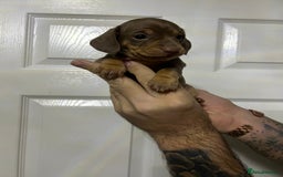 Miniature Dachshund dogs for sale: Isabelle tan dapple miniature dachshund KC reg - Advert 5