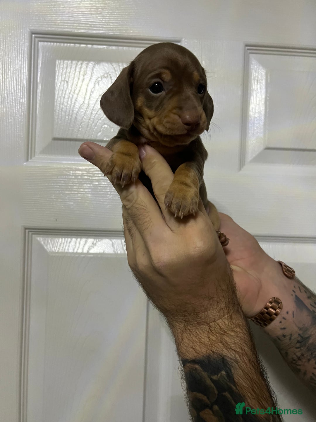 Miniature Dachshund dogs for sale: Isabelle tan dapple miniature dachshund KC reg - Advert 5