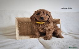 Cavapoo dogs for sale: Adorable F1b Cavapoo Puppies Ready 15th November - Image 18