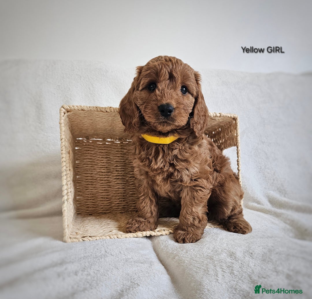 Cavapoo dogs for sale: Adorable F1b Cavapoo Puppies Ready 15th November - Image 18