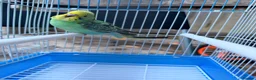 Budgerigars birds for sale: Budgies For sale in Luton - Advert 5
