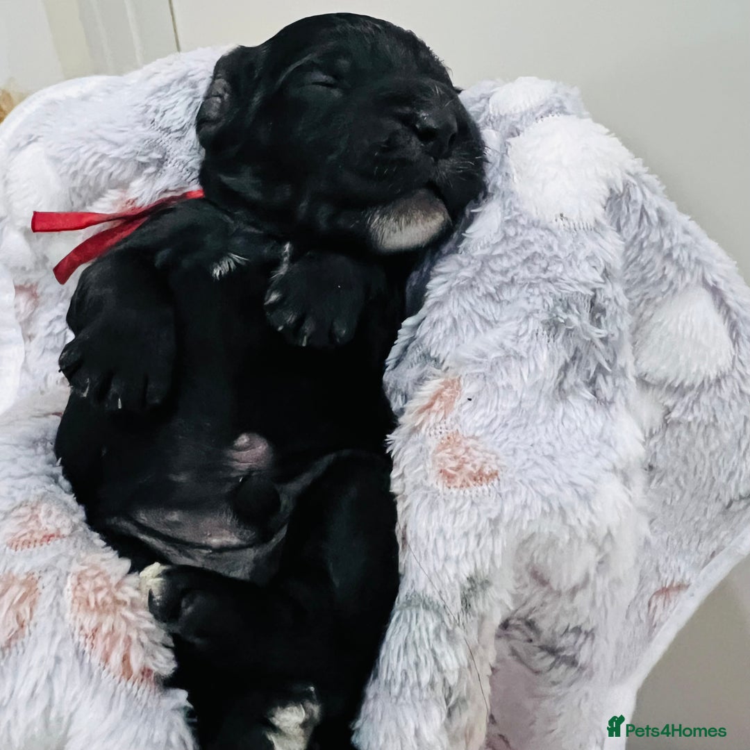 Cockapoo dogs for sale: Beautiful Cockapoo Puppies – 6 Boys & 2 Girls - Advert 7